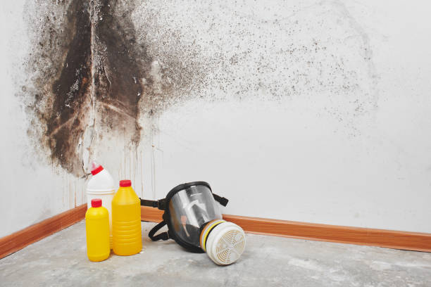Best Professional Mold Removal  in Marina, CA