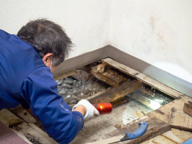 Best Mold Damage Repair  in Marina, CA