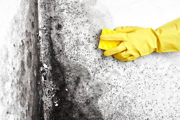 Best Professional Mold Removal  in Marina, CA