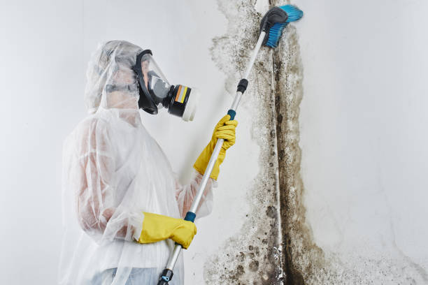 Best Residential Mold Removal  in Marina, CA