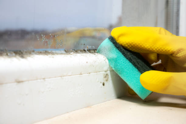 Best Toxic Mold Removal  in Marina, CA