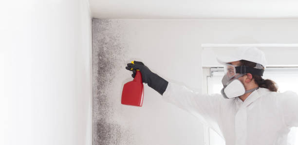 Best Commercial Mold Removal  in Marina, CA