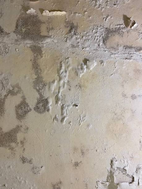 Best Crawl Space Mold Removal  in Marina, CA