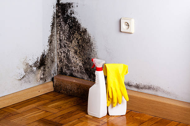 Mold Removal Process in Marina, CA