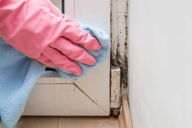 Best Crawl Space Mold Removal  in Marina, CA