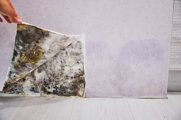 Attic Mold Removal in Marina, CA
